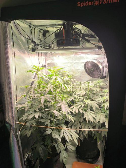 VANILLA FROSTING. Week 10