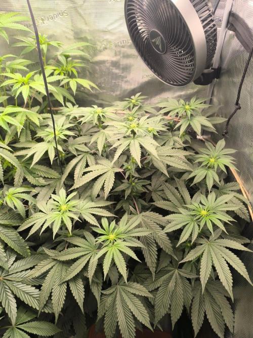 VANILLA FROSTING. Week 10