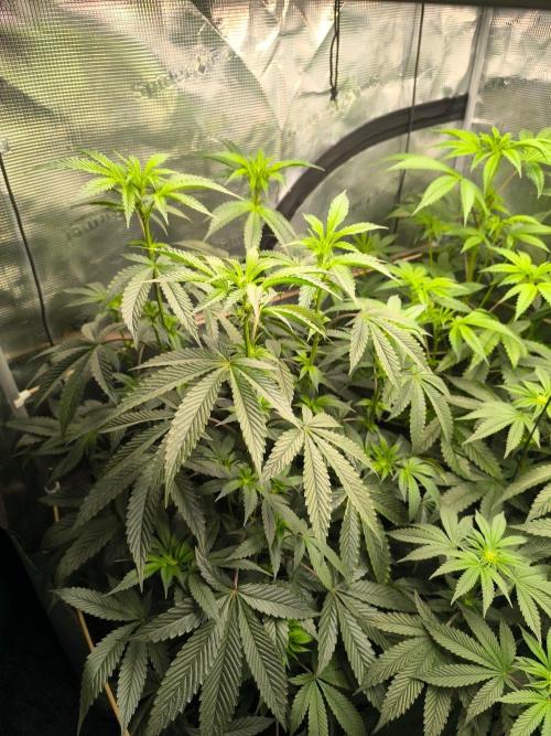 VANILLA FROSTING. Week 10