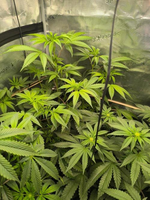 VANILLA FROSTING. Week 10