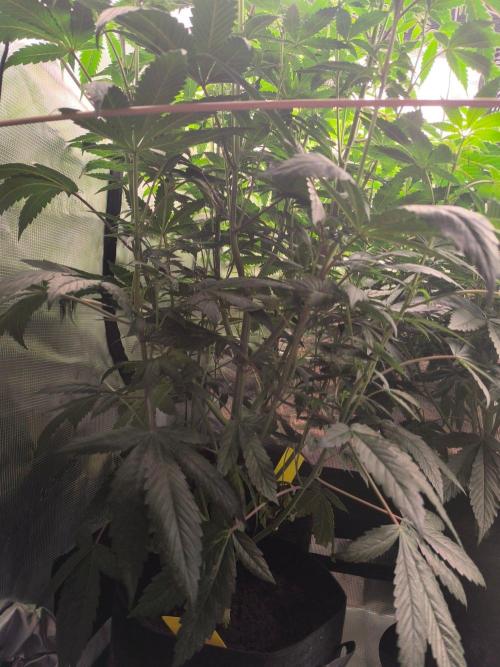 VANILLA FROSTING. Week 10