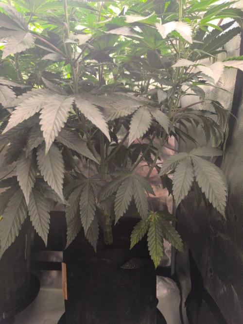 VANILLA FROSTING. Week 10