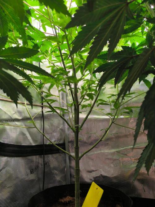 VANILLA FROSTING. Week 10