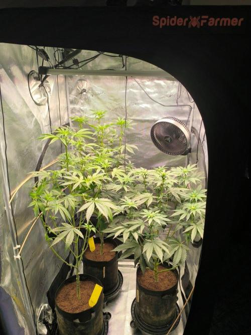 VANILLA FROSTING. Week 10