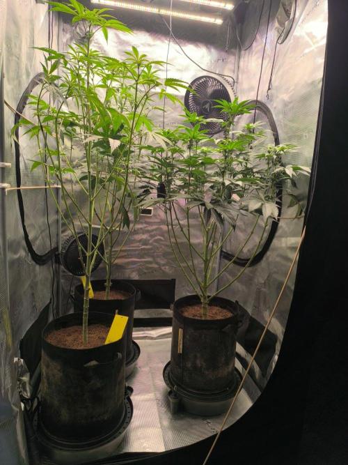 VANILLA FROSTING. Week 10