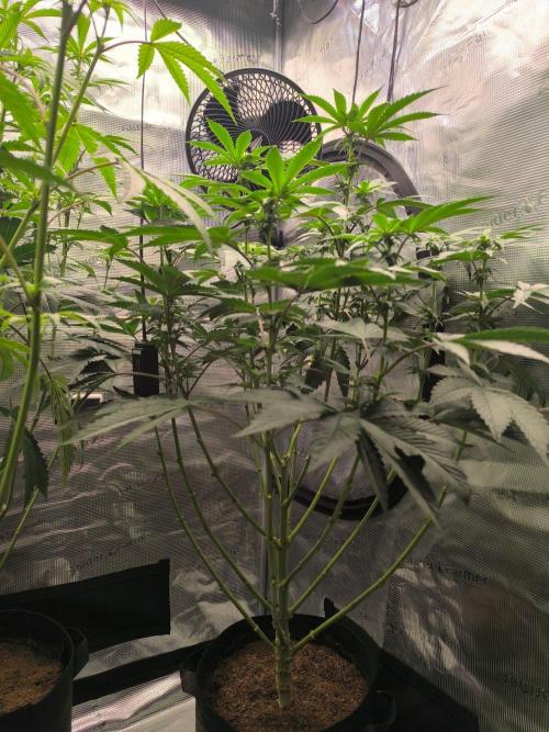 VANILLA FROSTING. Week 10