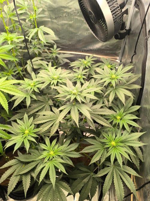 VANILLA FROSTING. Week 10
