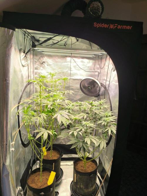 VANILLA FROSTING. Week 10
