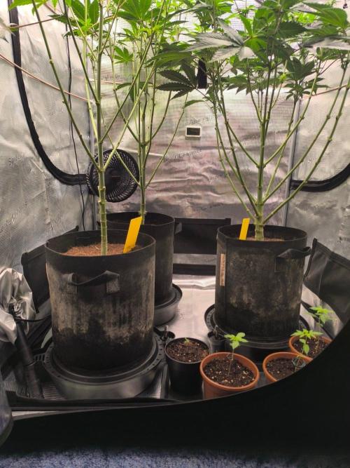 VANILLA FROSTING. Week 10
