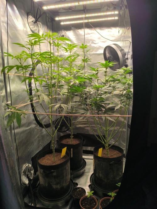 VANILLA FROSTING. Week 10