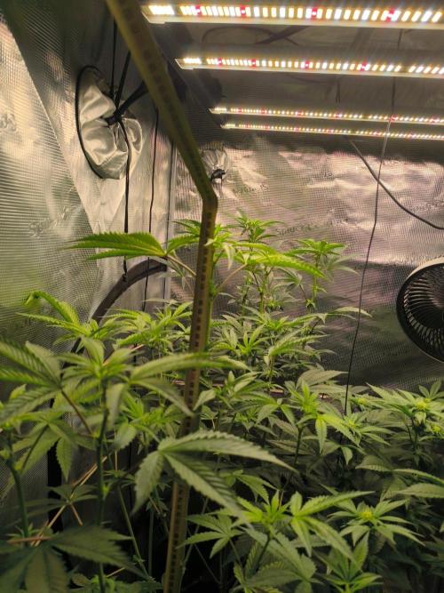 VANILLA FROSTING. Week 10