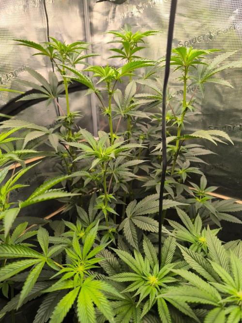 VANILLA FROSTING. Week 10
