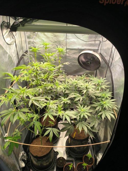 VANILLA FROSTING. Week 10