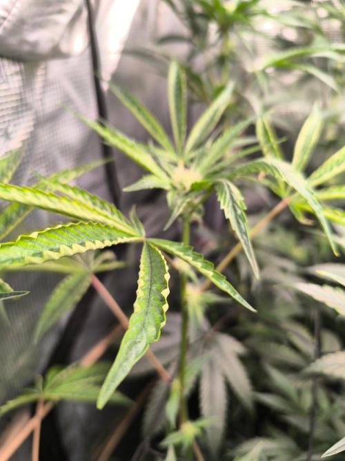 VANILLA FROSTING. Week 11