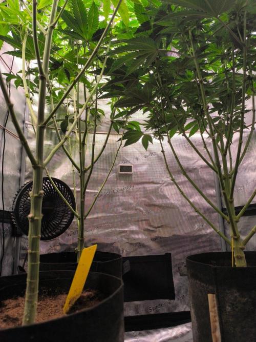 VANILLA FROSTING. Week 11