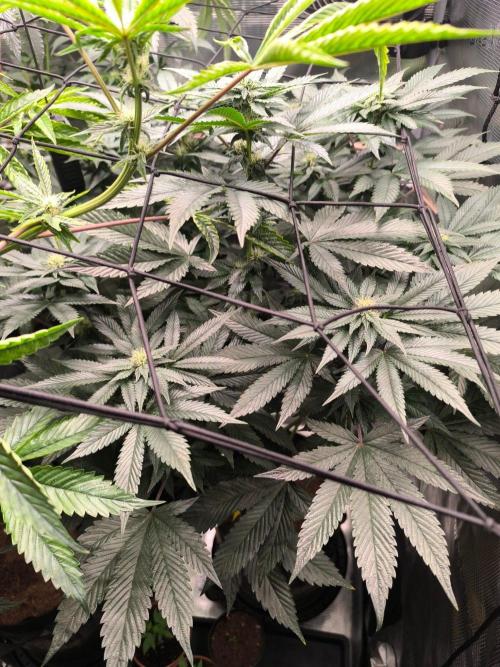 VANILLA FROSTING. Week 11