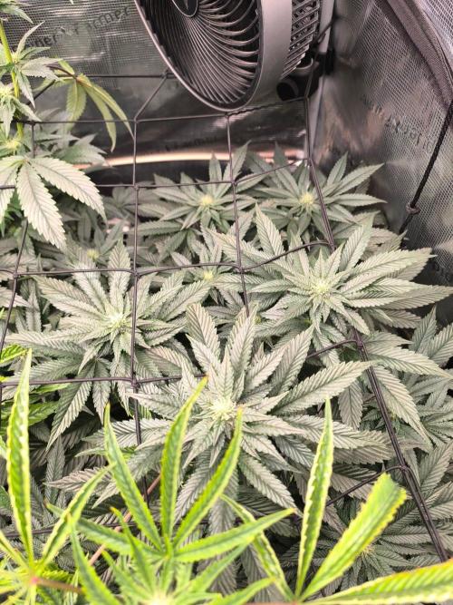 VANILLA FROSTING. Week 11