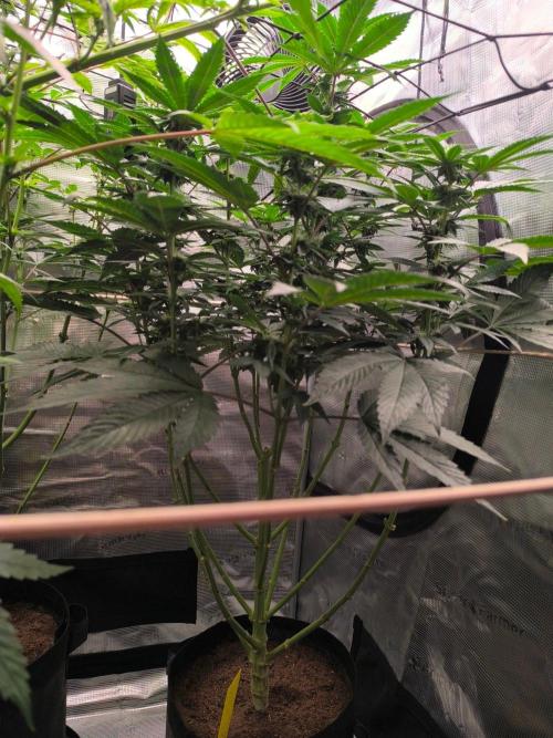 VANILLA FROSTING. Week 11