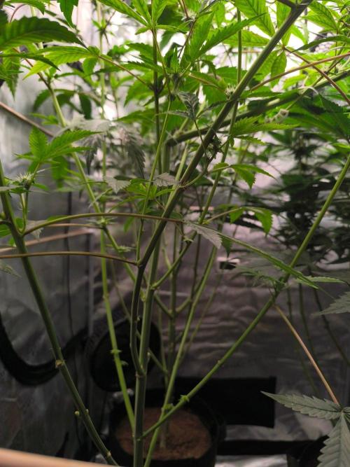 VANILLA FROSTING. Week 11