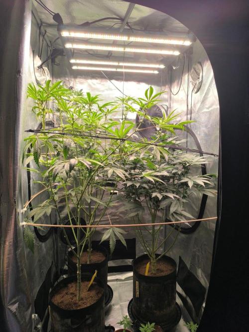 VANILLA FROSTING. Week 11