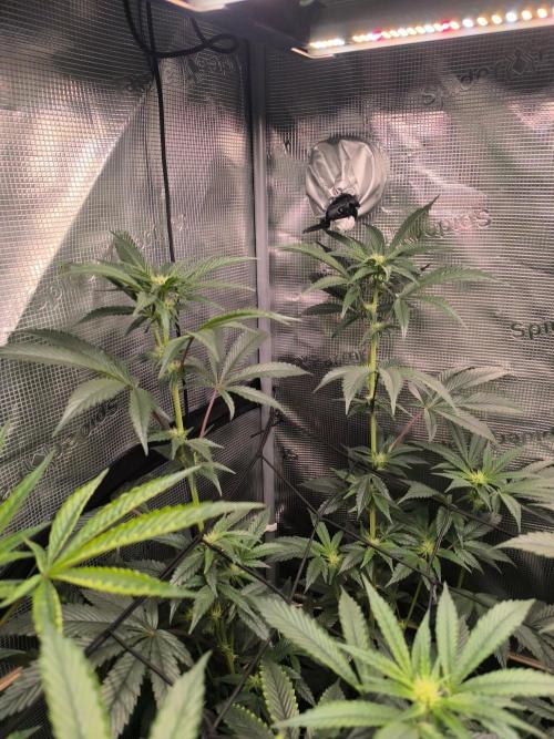 VANILLA FROSTING. Week 11
