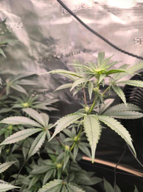 VANILLA FROSTING. Week 11
