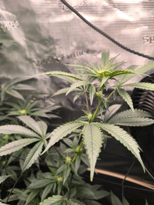 VANILLA FROSTING. Week 11