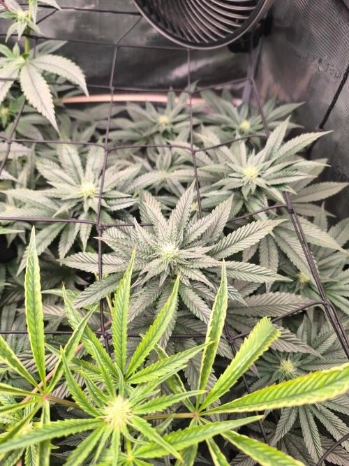 VANILLA FROSTING. Week 11