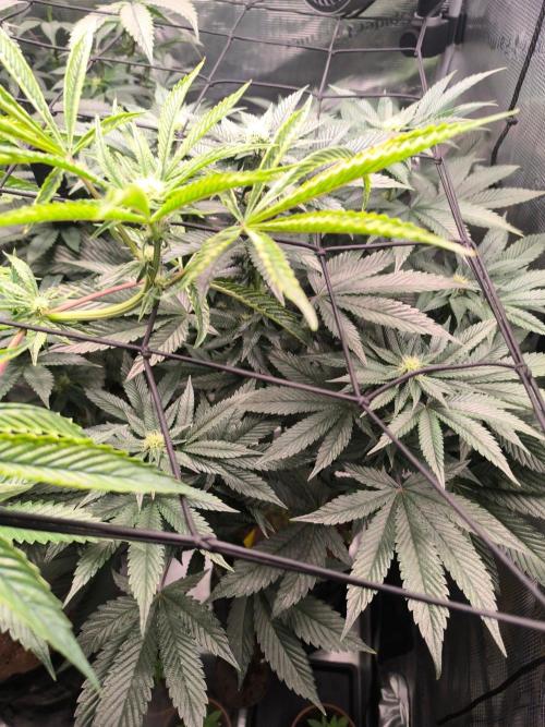VANILLA FROSTING. Week 11