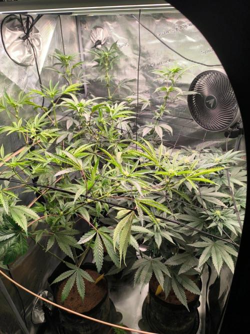 VANILLA FROSTING. Week 11