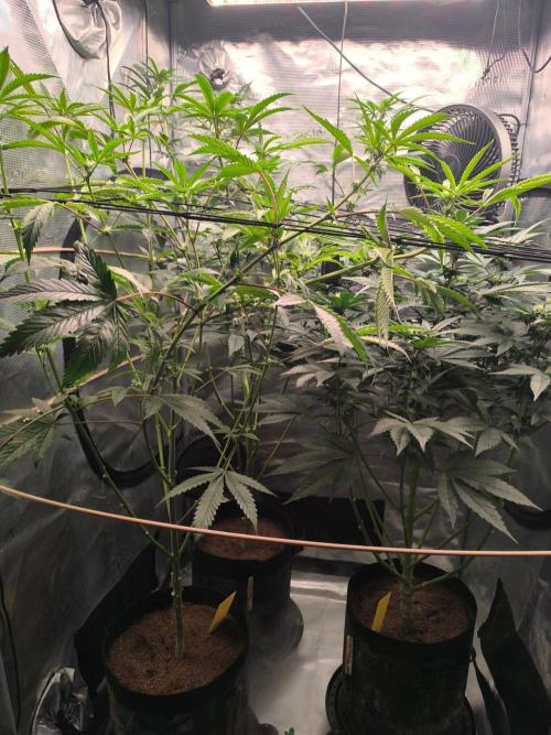VANILLA FROSTING. Week 11