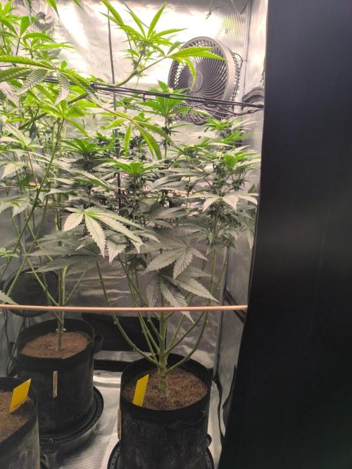 VANILLA FROSTING. Week 11