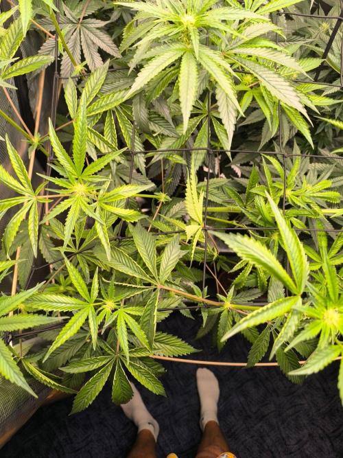 VANILLA FROSTING. Week 11