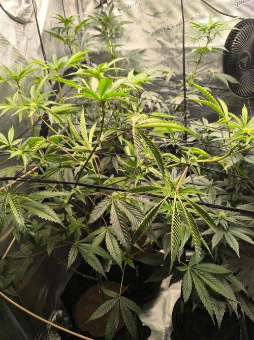 VANILLA FROSTING. Week 11