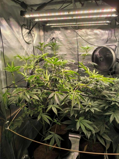 VANILLA FROSTING. Week 11
