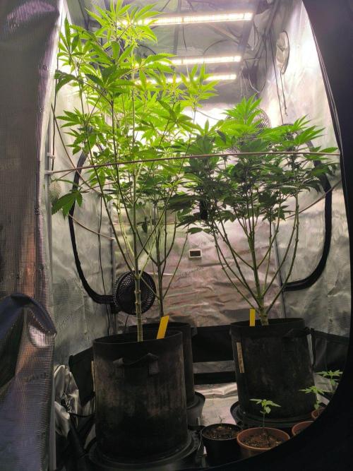 VANILLA FROSTING. Week 11