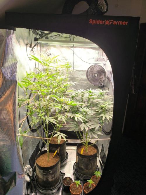 VANILLA FROSTING. Week 11