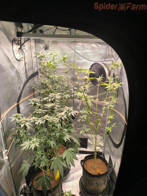 VANILLA FROSTING. Week 12