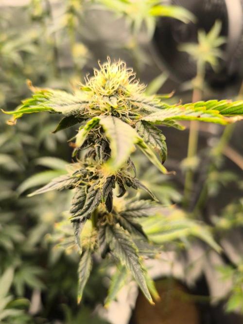 VANILLA FROSTING. Week 12