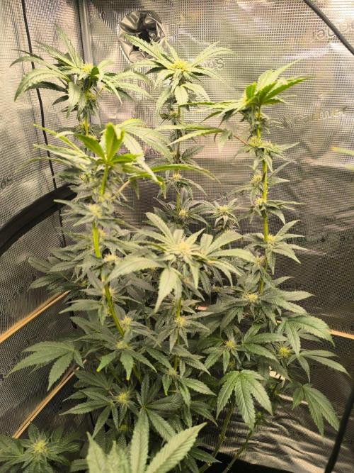 VANILLA FROSTING. Week 12