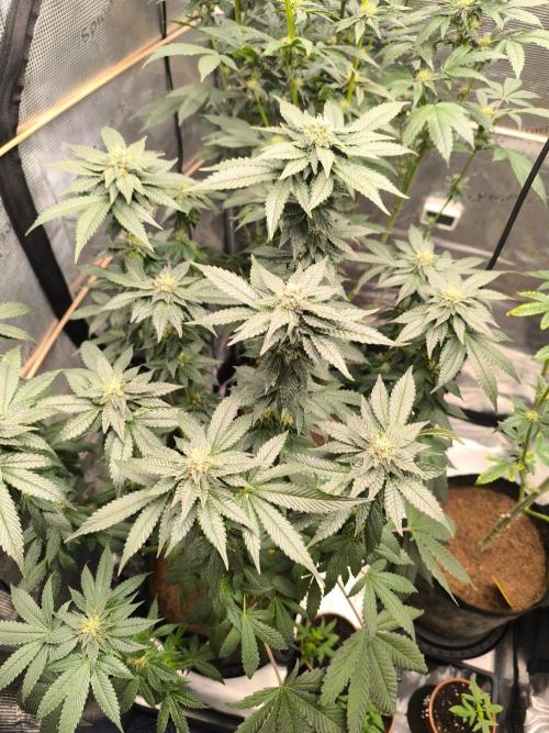 VANILLA FROSTING. Week 12