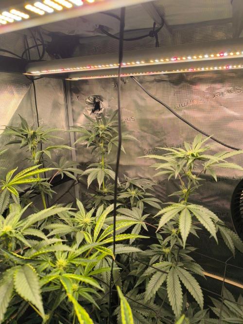 VANILLA FROSTING. Week 12