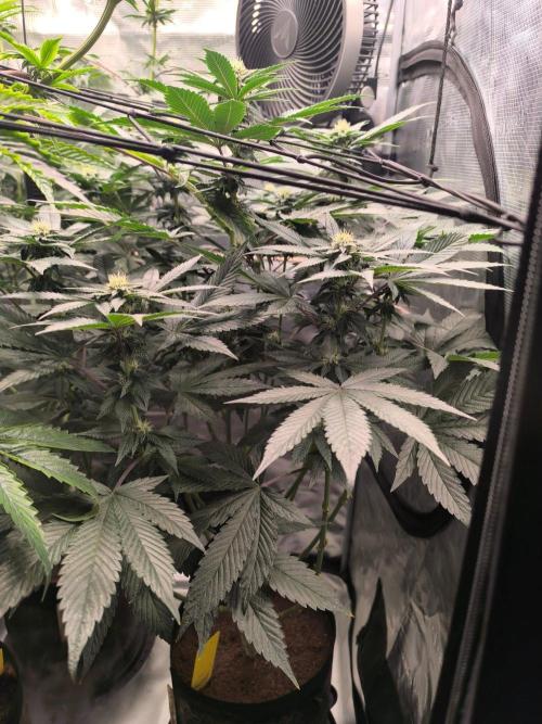 VANILLA FROSTING. Week 12