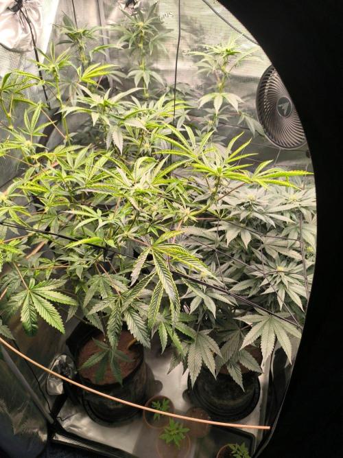 VANILLA FROSTING. Week 12
