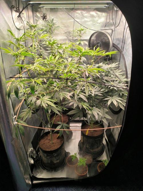 VANILLA FROSTING. Week 12