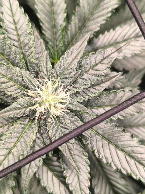 VANILLA FROSTING. Week 12
