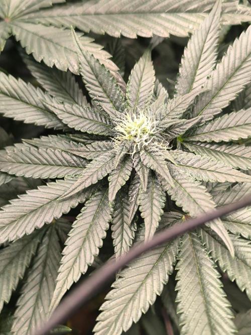 VANILLA FROSTING. Week 12