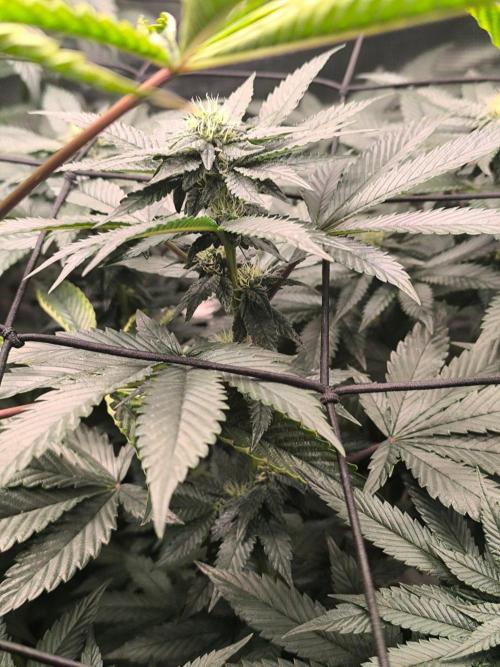VANILLA FROSTING. Week 12