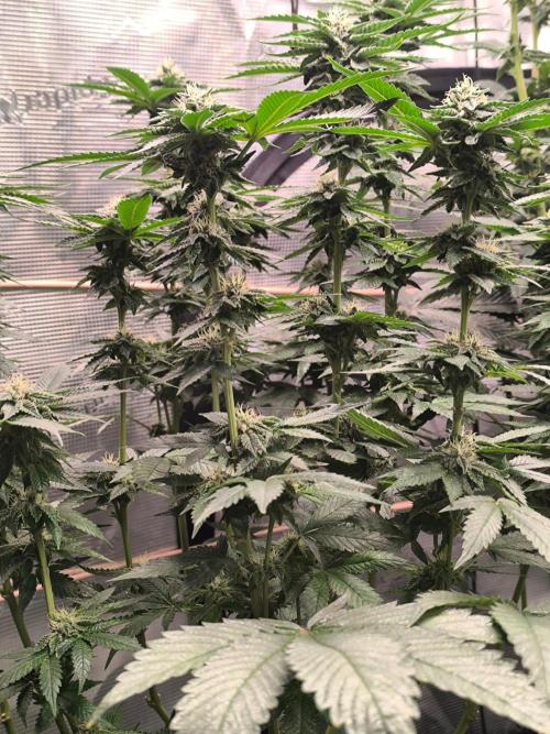 VANILLA FROSTING. Week 14