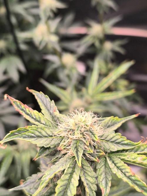 VANILLA FROSTING. Week 14